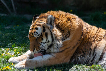
portrait of the head of a wild majestic tiger
