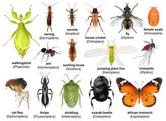 Set of insects. Isolated on a white background. Biodiversity 