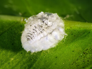 Spherical mealybug, Nipaecoccus viridis (Homoptera: Pseudococcidae) is a dangerous pest of citrus trees in the Mediterranean Basin 