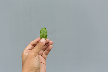 hands holding a plant