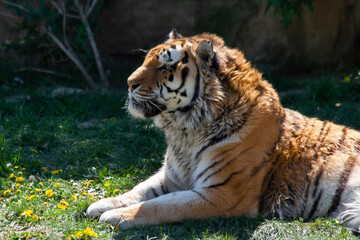 
portrait of the head of a wild majestic tiger
