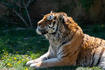 
portrait of the head of a wild majestic tiger