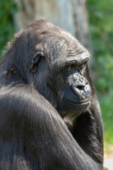 
close-up shapely portrait of a wild gorilla male in the wild with blurred background