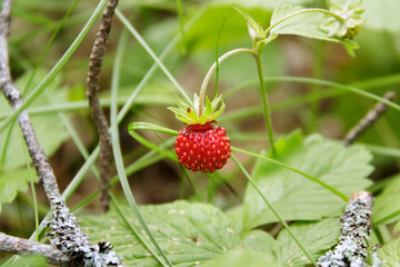 Forest strawberry, wild berry close-up
