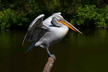 wild white pelican with feathers and wings and an orange beak on the surface of a lake in the wild. the sun reflects on the water