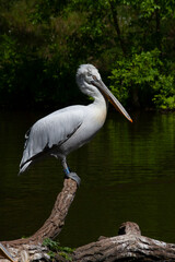 wild white pelican with feathers and wings and an orange beak on the surface of a lake in the wild. the sun reflects on the water