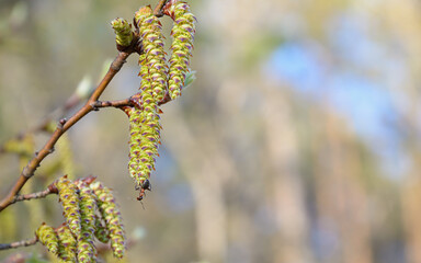 Closeup of green catkins on a twig against a beige-blue soft background, in spring season in April. A red ant at the tip of an catkin.