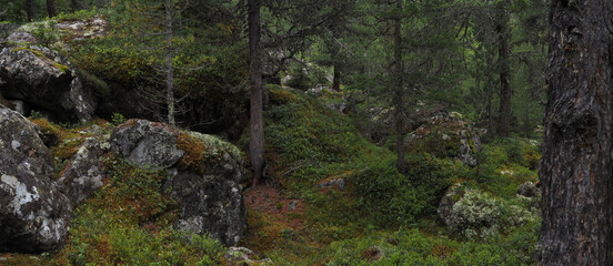 Zauberwald-Wildnis im Parc Ela, Panorama, Schweiz