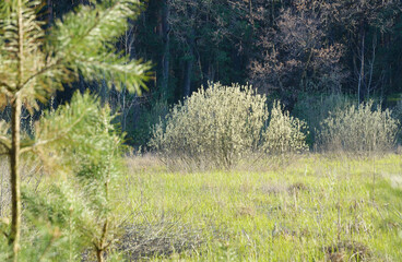 Flowering fluffy willow bush at a bright green meadow against a dark wild forest in spring season in April. Pine branches in the blurred foreground.