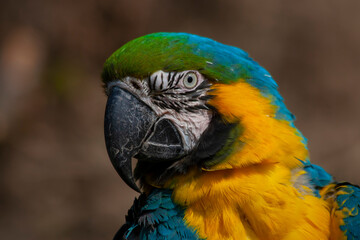 blue and yellow and green macaw ara
