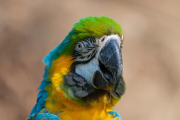 blue and yellow and green macaw ara