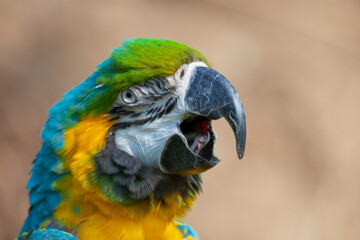 blue and yellow and green macaw ara