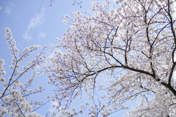 桜