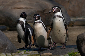 Naklejka premium group of wild penguin standing by the water on the rock during the day in summer background is blurred