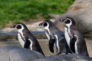Obraz premium group of wild penguins on a rock