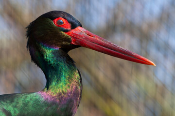 red crested cormorant
