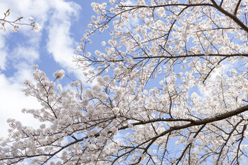 桜