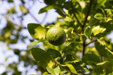 Bergamot on Tree