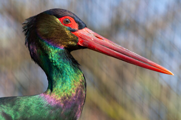 close up of a stork