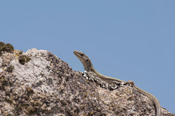 Iberian Wall Lizard (Podarcis hispanicus) portrait on top of an old stone wall in rural Portugal with blue sky background.