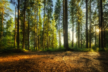 Obraz premium Beautiful green forest with the setting sun