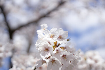 桜