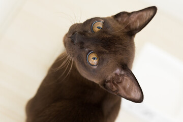 Burmese cat at home. Bright interior in the kitchen. Burmese kitten is sitting. Brown cat with brown eyes. White walls.
