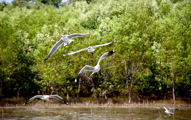 Obraz premium The seagulls on air above the sea water surface view horizon at Samutprakan, Thailand