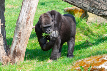 
wild black gorilla in the park on the grass on a sunny day