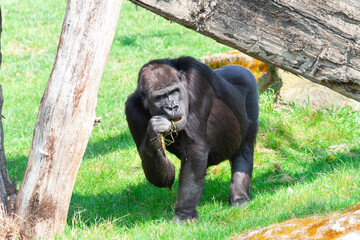 
wild black gorilla in the park on the grass on a sunny day