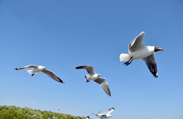 Fototapeta na wymiar The seagulls on air above the sea water surface view horizon at Samutprakan, Thailand