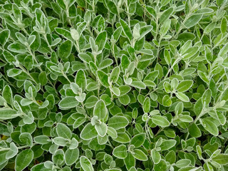 Fototapeta premium Brachyglottis greyi