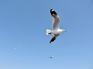The seagulls on air above the sea water surface view horizon at Samutprakan, Thailand