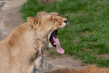 
wild lioness in the park on the grass during the day