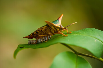 bug on a leaf