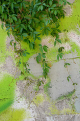 green ivy on the wall