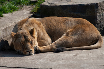 
wild lioness in the park on the grass during the day