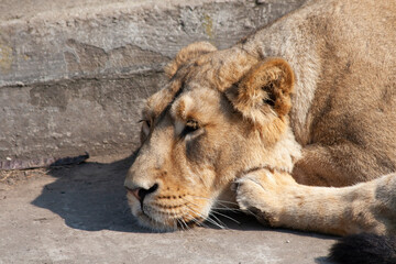 
wild lioness in the park on the grass during the day