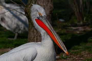
wild pelican with white feathers and orange beak in nature