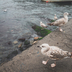 seagulls on the pier with istanbul siluet
