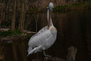 
wild pelican with white feathers and orange beak in nature