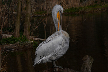 
wild pelican with white feathers and orange beak in nature
