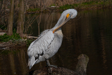 
wild pelican with white feathers and orange beak in nature