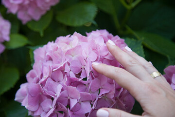 Blooming hydrangea close-up. Selective focus. Lush flowering hortensia. Blue violet  lilac  hydrangea in bloom 
in the hands of a girl. 
Beautiful large hydrangea (macrophyllus) flower background