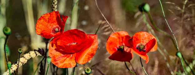 Fototapeta na wymiar red poppies on a field close up