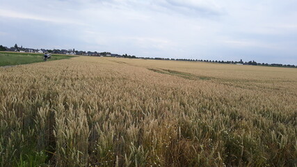 Feld mit reifem Getreide vor der Ernte