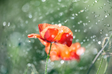 red poppies on a field close up