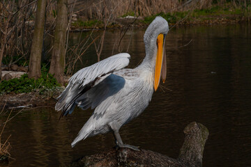 
wild pelican with white feathers and orange beak in nature