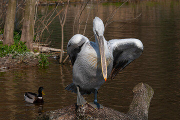 
wild pelican with white feathers and orange beak in nature