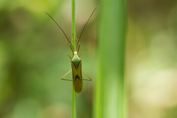 green shield bug